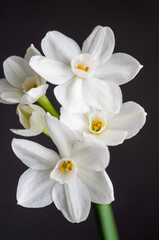 Close up of Paperwhite Narcissus Flowers on Black Background