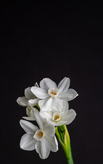Close up of Paperwhite Narcissus Flowers on Black Background