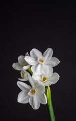 Close up of Paperwhite Narcissus Flowers on Black Background