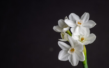 Close up of Paperwhite Narcissus Flowers on Black Background