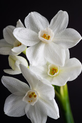 Close up of Paperwhite Narcissus Flowers on Black Background