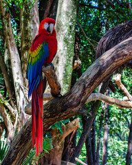 Red Macaw. Portrait of a red macaw perching on a tree trunk