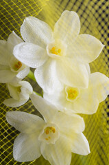Naklejka premium Close up of Paperwhite Narcissus Flowers on Colorful Background