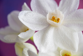 Obraz premium Close up of Paperwhite Narcissus Flowers on Colorful Background