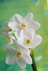 Obraz premium Close up of Paperwhite Narcissus Flowers on Colorful Background
