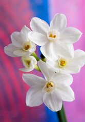 Close up of Paperwhite Narcissus Flowers on Colorful Background
