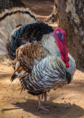 Turkey. Portrait of a turkey bird on the ground in detail