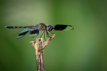 dragonfly on a green leaf