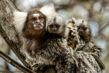 close up of a primat