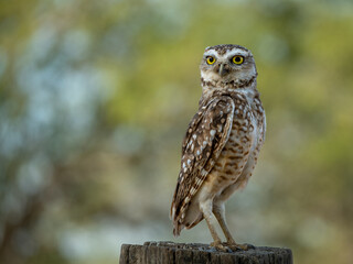 great horned owl