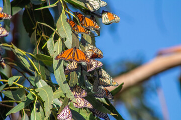Monarch Butterfly Migration California Coast