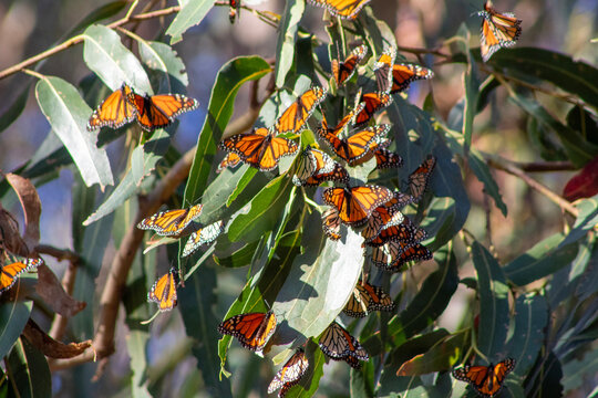 Monarch Butterfly Migration California Coast