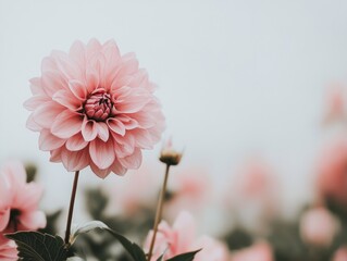 A beautiful pink flower stands out against a soft pastel background.  - ai
