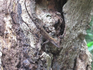 brown crested anole on old tree trunk