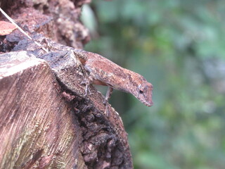 brown crested anole on a tree stump