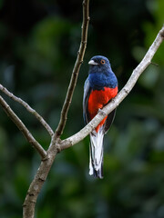 Surucua Trogon on tree branch, portrait
