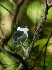 White-bearded Manakin on tree branch 