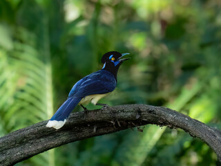 Plush-crested Jay on tree branch, portrait