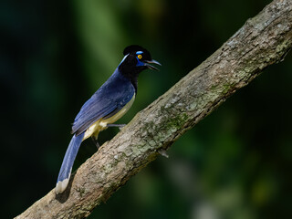Plush-crested Jay on tree branch, portrait