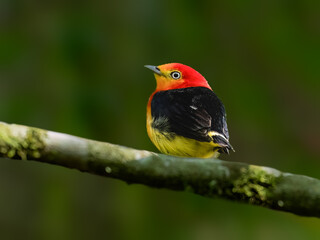 Obraz premium Band-tailed Manakin on tree branch 