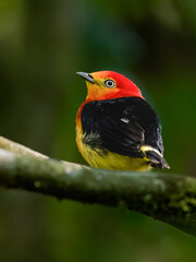Band-tailed Manakin on tree branch 