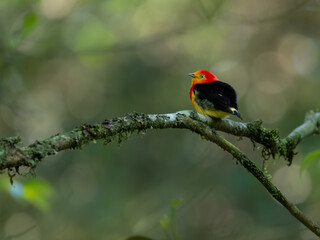 Band-tailed Manakin on tree branch 
