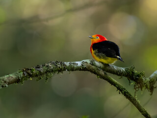 Band-tailed Manakin on tree branch 