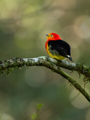 Band-tailed Manakin on tree branch 