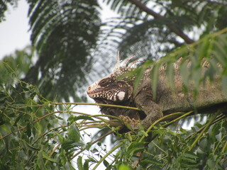 large green iguana resting on a branch