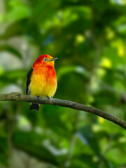 Band-tailed Manakin on tree branch 