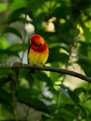 Band-tailed Manakin on tree branch 