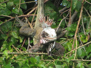 pale green iguana male in the canopy