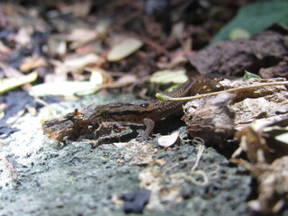 pygmy gecko amongst leaf litter