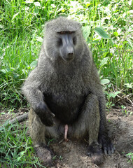 A baboon letting it all hang out.