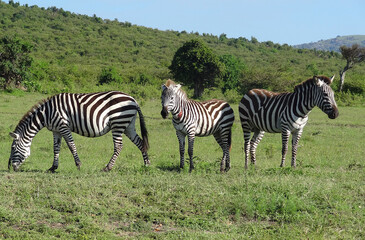 A zebra with a wound between friends.