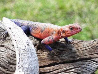 A lizard shows its colours.