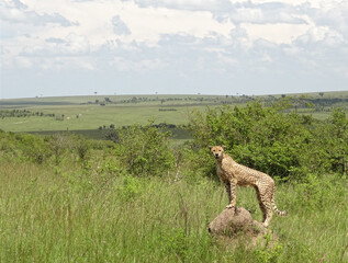 A cheetah looks at you, while standing on a rock in Kenya