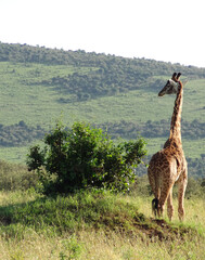 A giraffe in the African Wild landscape