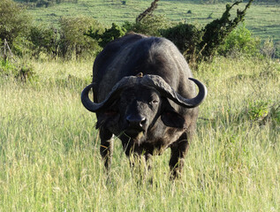 A water buffalo looking at the camera