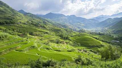 Serene Tropical Terraced Rice Field: Farmers Cultivating Lush Green Crops Under the Sunlight