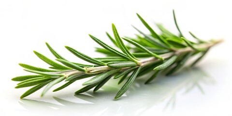 Fototapeta premium Fresh rosemary herb sprig isolated on a white background with soft focus and warm lighting effects , fresh rosemary