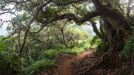 Obraz premium Serene Hiking Trail in Enchanted Forest with Sunlight Filtering Through Trees - Perfect Escape into Nature's Embrace
