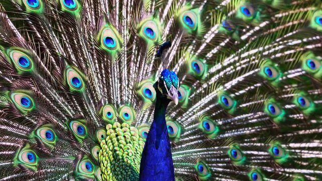 Majestic Peacock Display with Simple, Elegant Composition