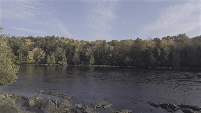A river running through a forest