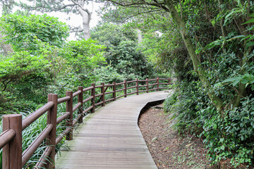 Obraz premium 나무 사이로 지나가는 숲 길 제주 서귀포시 서홍동 황우지해안