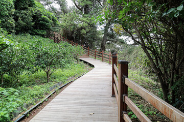 Obraz premium 나무 사이로 지나가는 숲 길 제주 서귀포시 서홍동 황우지해안