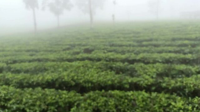 blur of plants in a beautiful tea garden lined with tall trees covered in white mist, light drizzle, out of focus, abstract