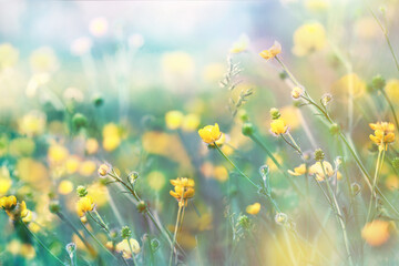 Flowering beautiful buttercup flowers in meadow, flowering yellow flower in spring, blooming (flowering) buttercup - beautiful nature