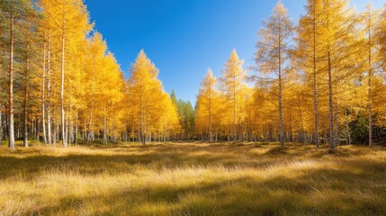 Fototapeta premium Golden autumn forest with vibrant yellow larches under clear blue sky