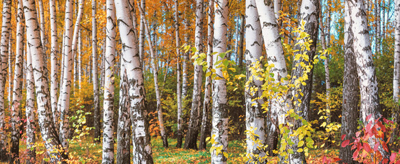 Fototapeta premium Birch grove on sunny autumn day, beautiful landscape through foliage and tree trunks, panorama, horizontal banner